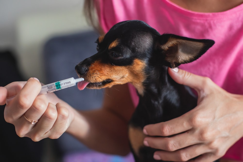 A small black and brown dog is being held by a veterinarian while licking medication from a syringe near its mouth. The vet is wearing a pink shirt.