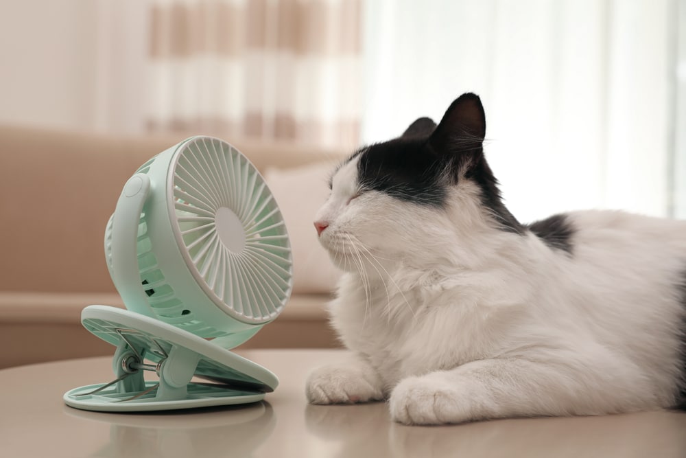 A black and white cat lies on a table with its eyes closed, facing a small, light green portable fan—clearly enjoying a vet-approved moment of relaxation. The background shows a beige sofa and sheer curtains, giving a cozy indoor setting.