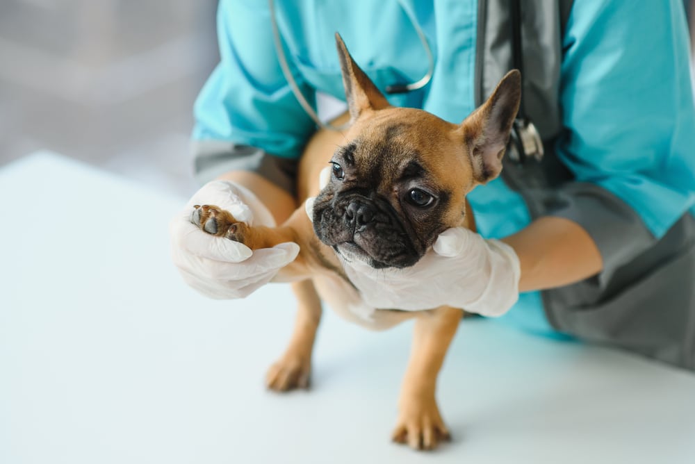 A vet in scrubs and gloves gently holds a French Bulldog puppy's paw on an exam table, carefully examining the dog during a checkup.