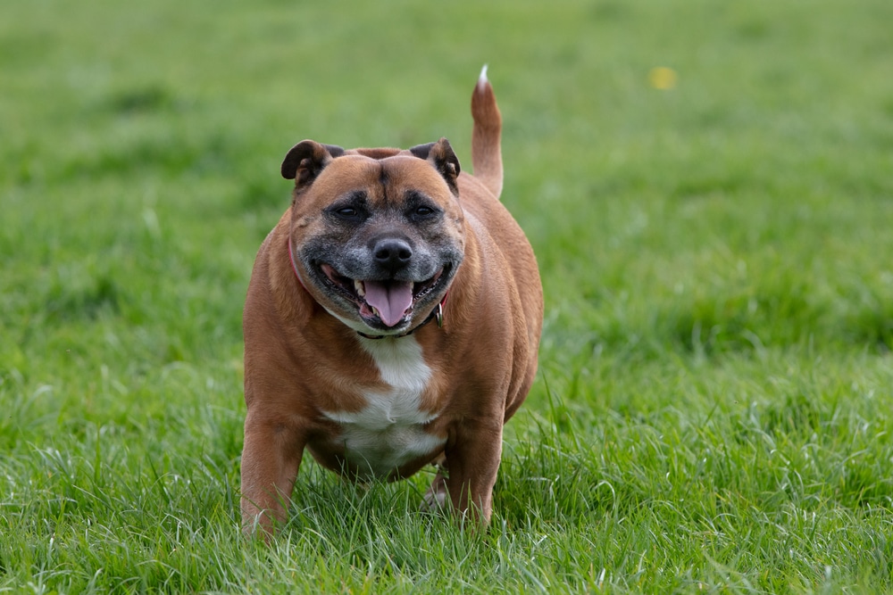 A happy brown and white dog with short fur is standing on green grass, looking forward with its mouth open and tongue out after a recent visit to the vet.