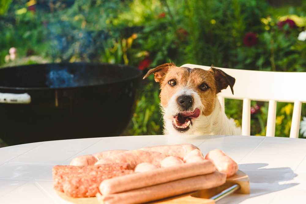 A happy brown and white dog sits at a table outdoors, watching a wooden board with raw sausages and burgers—don’t worry, their veterinarian says they’re just here to supervise the barbecue in the lush green garden.