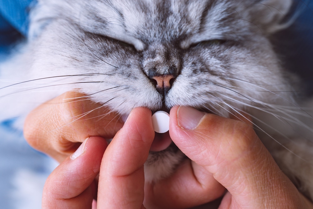 A close-up of a person's hands, like a caring vet or veterinarian, gently giving a gray, fluffy cat a round white pill, with the cat’s eyes closed and mouth slightly open.