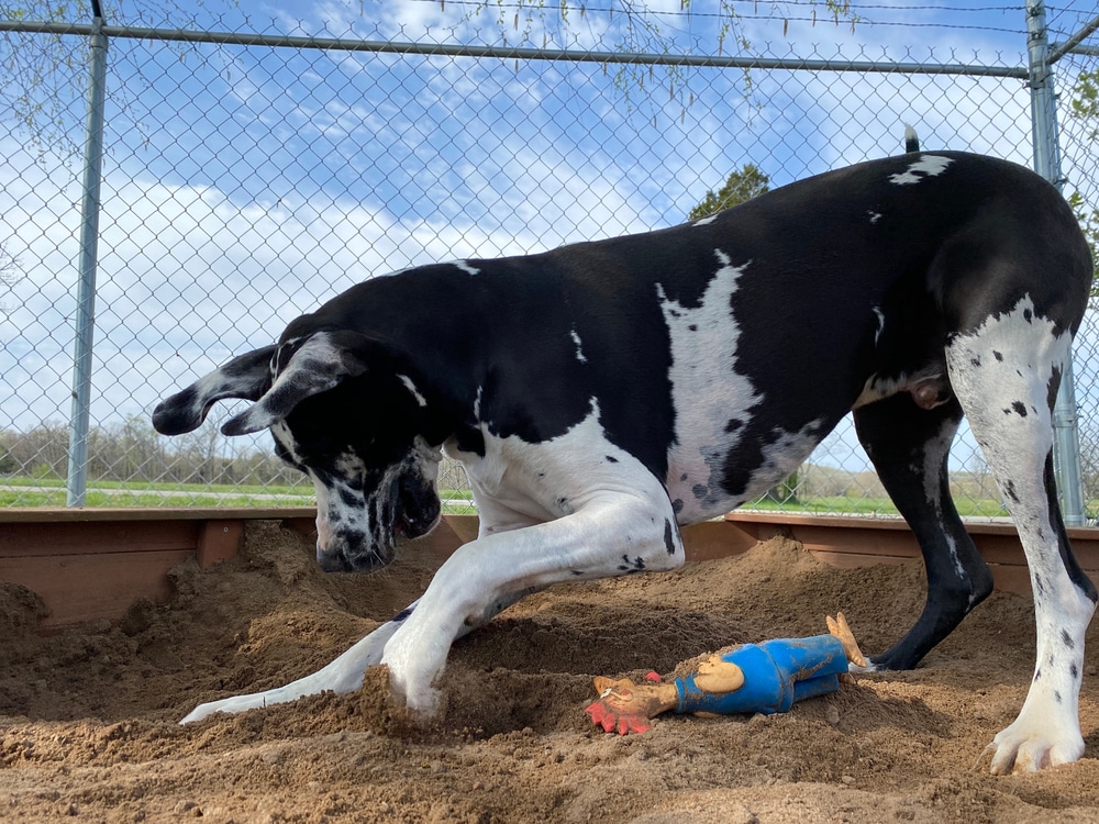A large black and white Great Dane dog digs in a sandbox while a rubber chicken toy wearing blue clothes lies nearby. A chain-link fence and blue sky are in the background, hinting at a playful break after the vet visit.