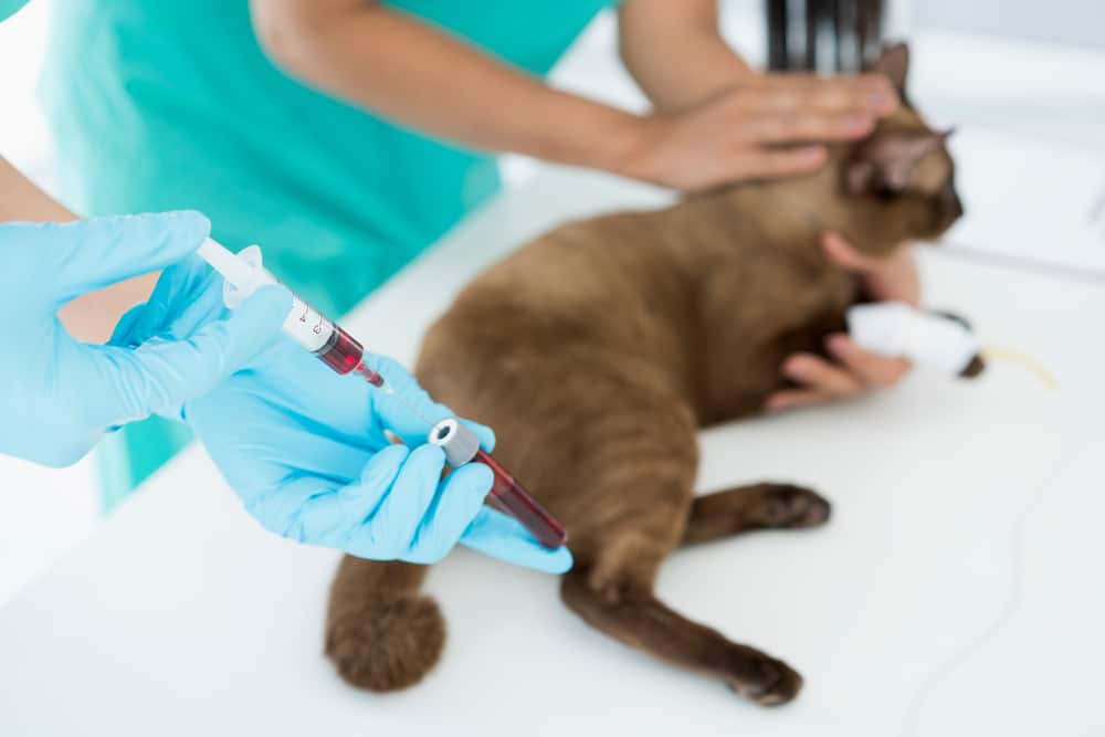 A veterinarian in blue gloves collects a blood sample from a brown cat lying on an examination table, while another vet gently holds and comforts the cat.