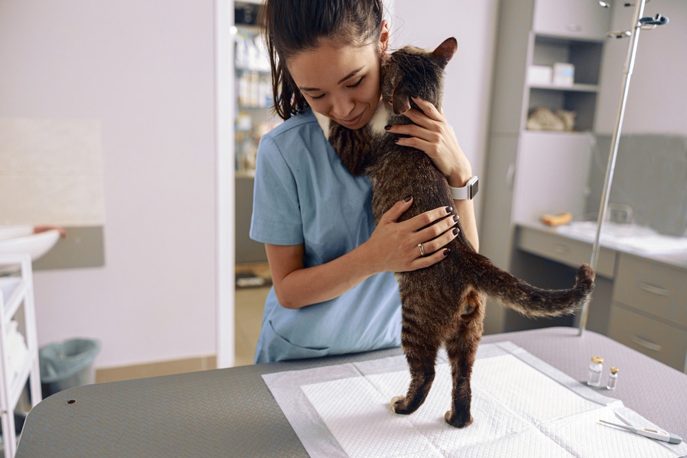 A veterinarian in blue scrubs hugs a standing tabby cat on an exam table in a clinic, showing affection and care during a vet checkup. Medical supplies are visible in the background.
