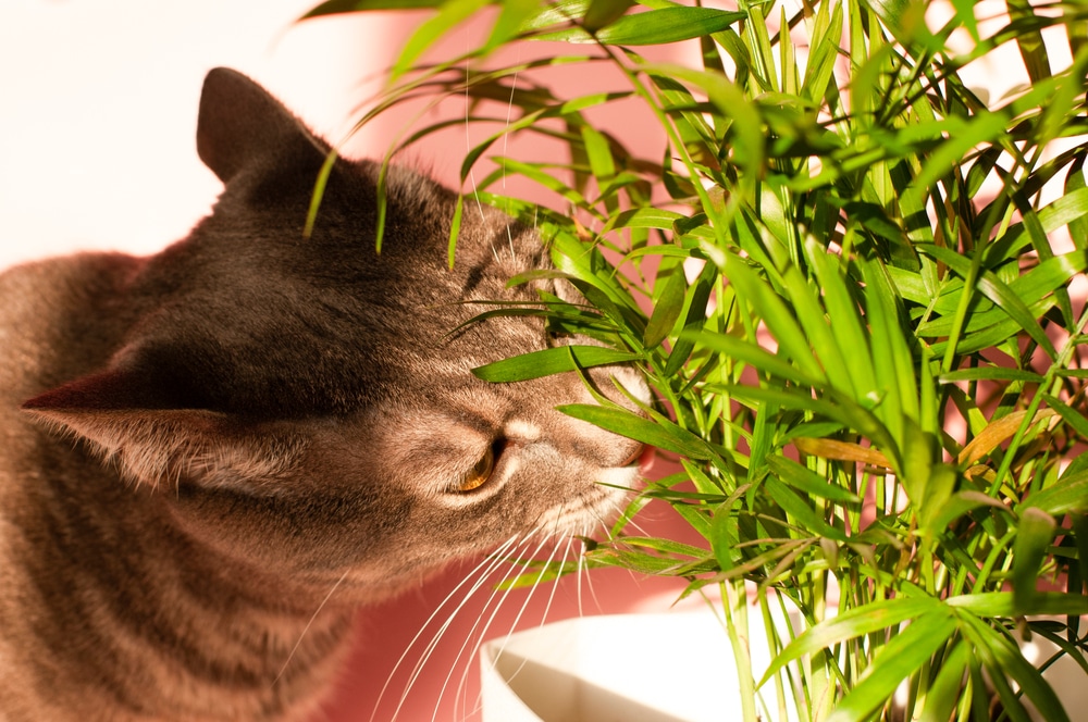 A gray tabby cat, curious as if at a vet visit, sniffs the green leaves of a potted plant, sunlight casting shadows on both. The softly blurred background glows with pink tones.