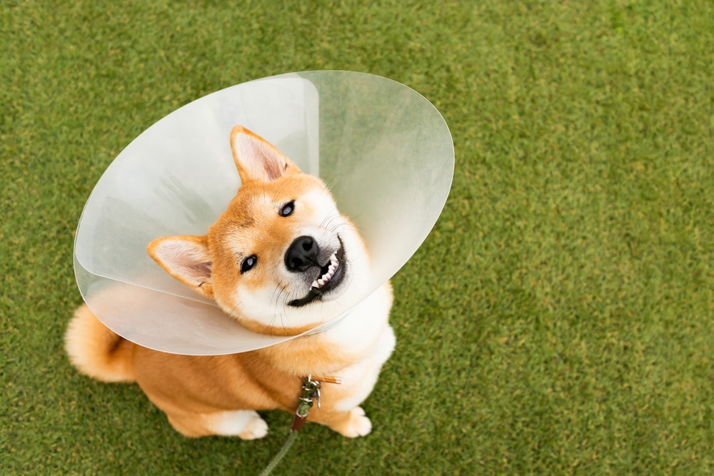 A Shiba Inu dog wearing a clear plastic cone collar looks up with a happy expression while sitting on green grass, just after a visit to the vet.