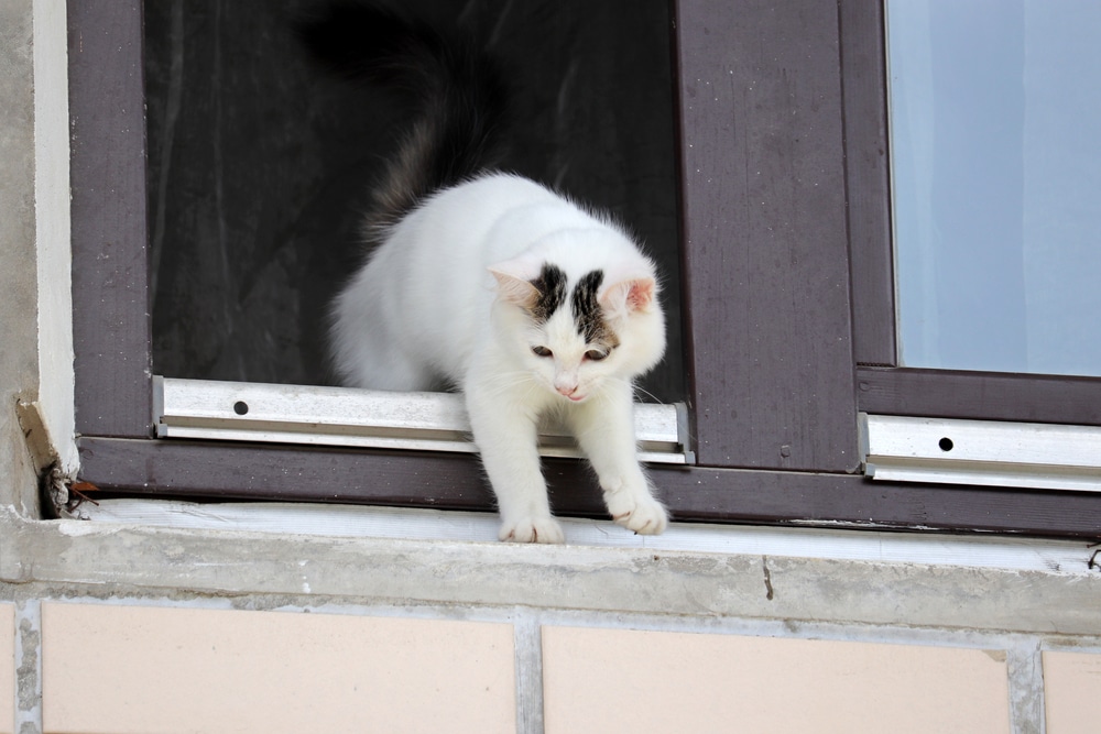 A white cat with dark markings on its head steps out of an open window onto the windowsill of a building, appearing cautious as it looks down—perhaps eyeing a visit to the vet below.