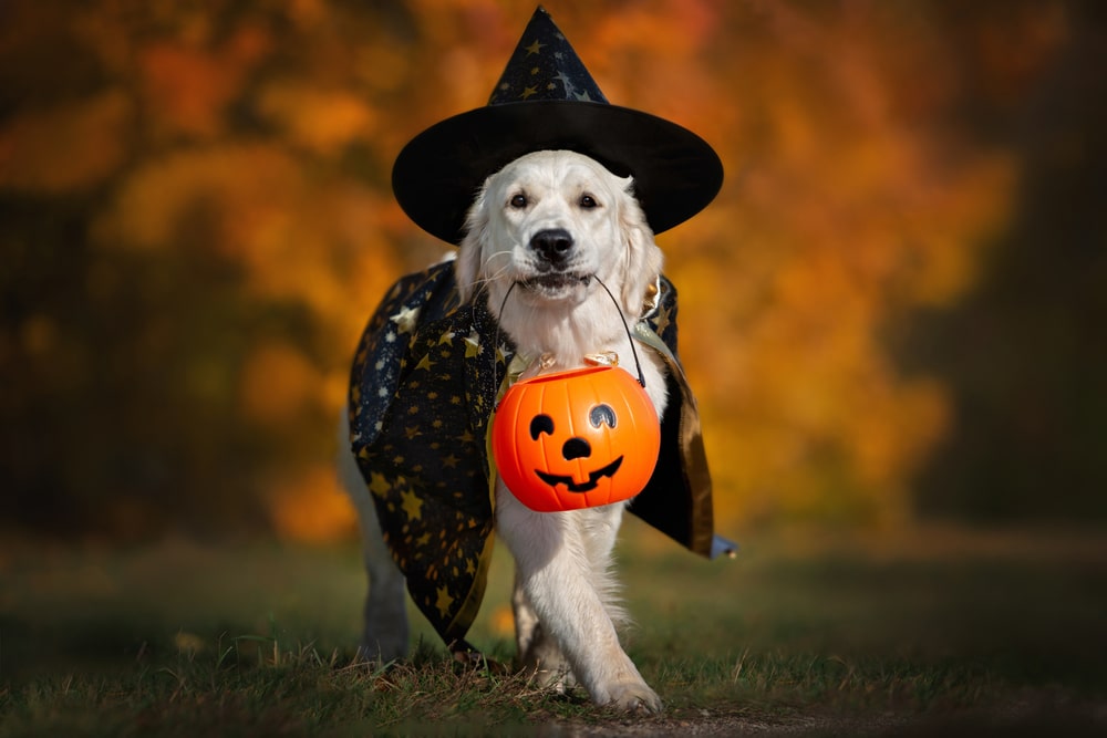 A golden retriever dressed as a witch, complete with a starry black hat and cape, carries a pumpkin-shaped Halloween bucket in its mouth—ready for treats or a friendly visit to the vet—against a background of autumn foliage.