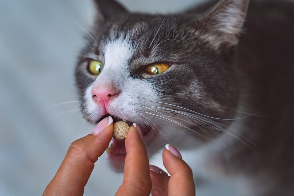 A close-up of a gray and white cat being given a round pill by a person with manicured nails, gently placing the pill into the cat's mouth as a veterinarian would during a vet visit.