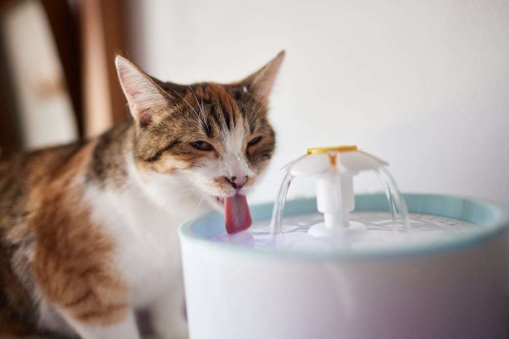 A calico cat drinks water from a white automatic pet water fountain with small streams flowing from the top, just like a vet might recommend to encourage healthy hydration.