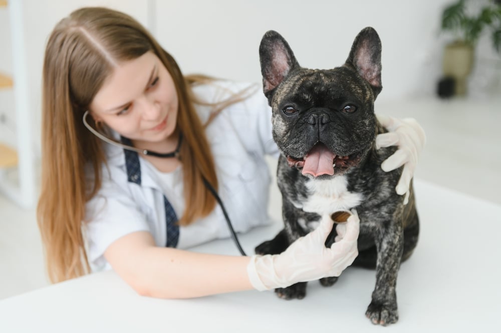 A female vet wearing gloves uses a stethoscope to check the heartbeat of a happy French Bulldog sitting on a table in a bright veterinary clinic.