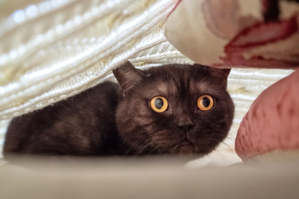 A wide-eyed black cat hides under a blanket, peering out with a startled expression—as if anticipating a trip to the vet. The soft fabric overhead creates a cozy, sheltered space around the cat.