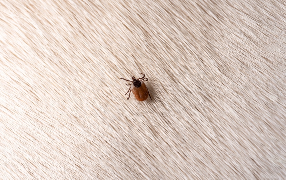 A brown tick is crawling on the light-colored fur of an animal, possibly a dog or a cat. The tick stands out against the dense, pale hairs, highlighting why a visit to the veterinarian or vet for regular checks is important.