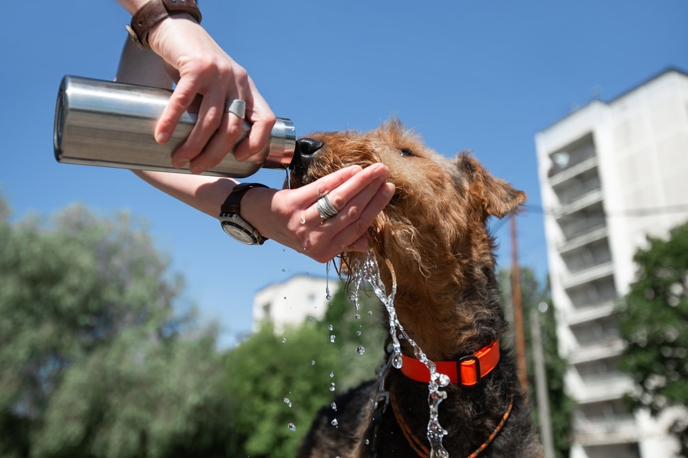A person pours water from a metal bottle into their hand for a brown dog wearing an orange collar to drink, with water splashing—showing care like a veterinarian. Tall buildings and trees are visible under a clear blue sky.