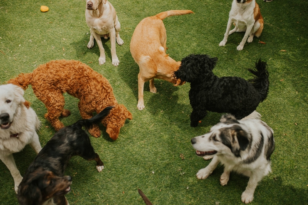 A group of eight dogs of various breeds and colors gather on green grass, some sitting and some standing, while two dogs playfully interact in the center—perfect companions for any veterinarian or vet clinic.