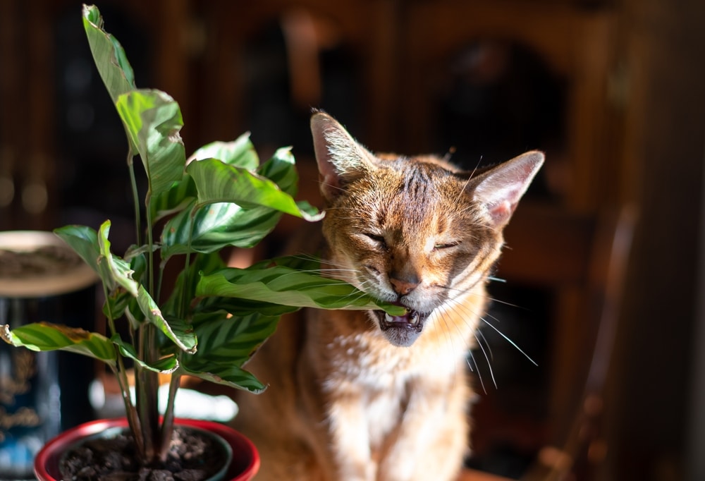 A brown cat with closed eyes bites the leaves of a green potted plant, sitting indoors in bright sunlight—something a vet might advise keeping an eye on.