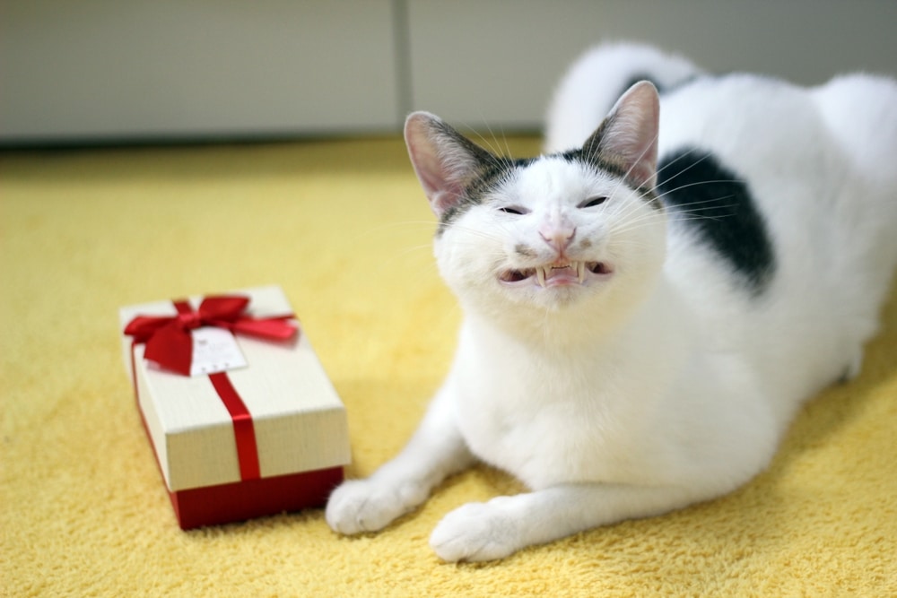A white cat with black spots lies on a yellow carpet, making a funny, toothy face next to a cream-colored gift box wrapped with a red ribbon—perhaps waiting for their veterinarian to unwrap it!.