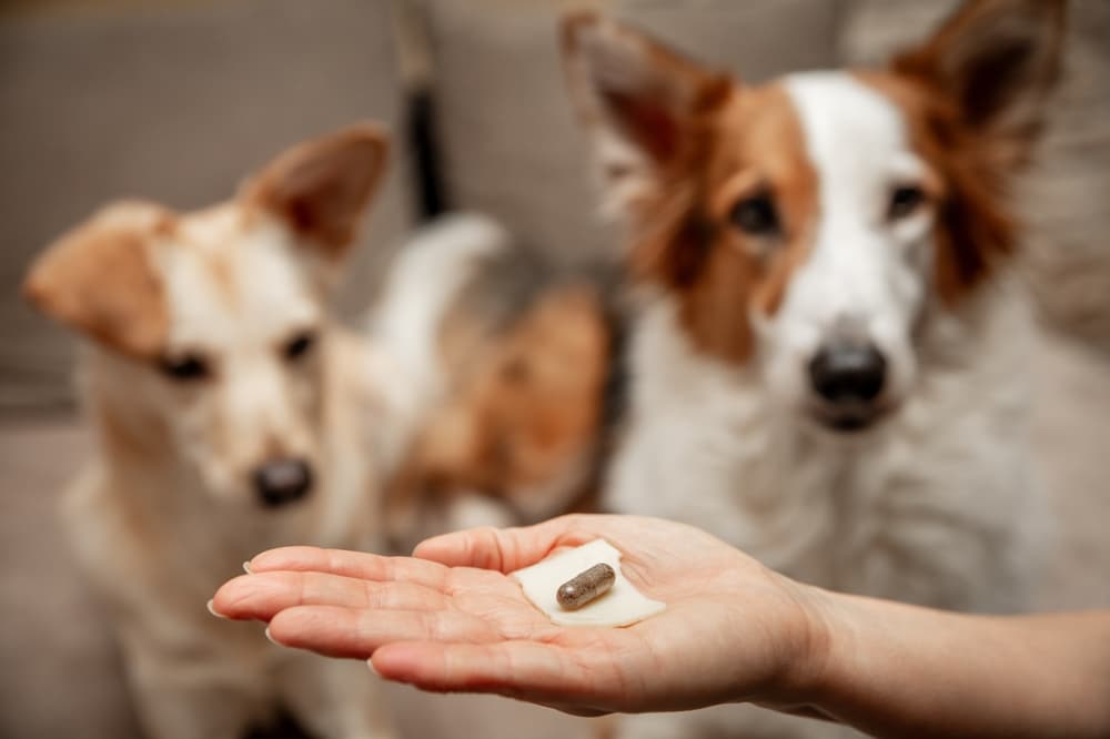 A hand holds a capsule pill and a slice of cheese, while two dogs in the background look at the hand with interest—waiting for their veterinarian-approved treat.