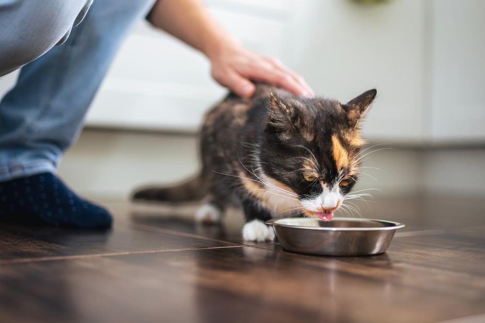 A person gently pets a calico cat, recently checked by the veterinarian, as it eats from a metal bowl on a wooden floor.