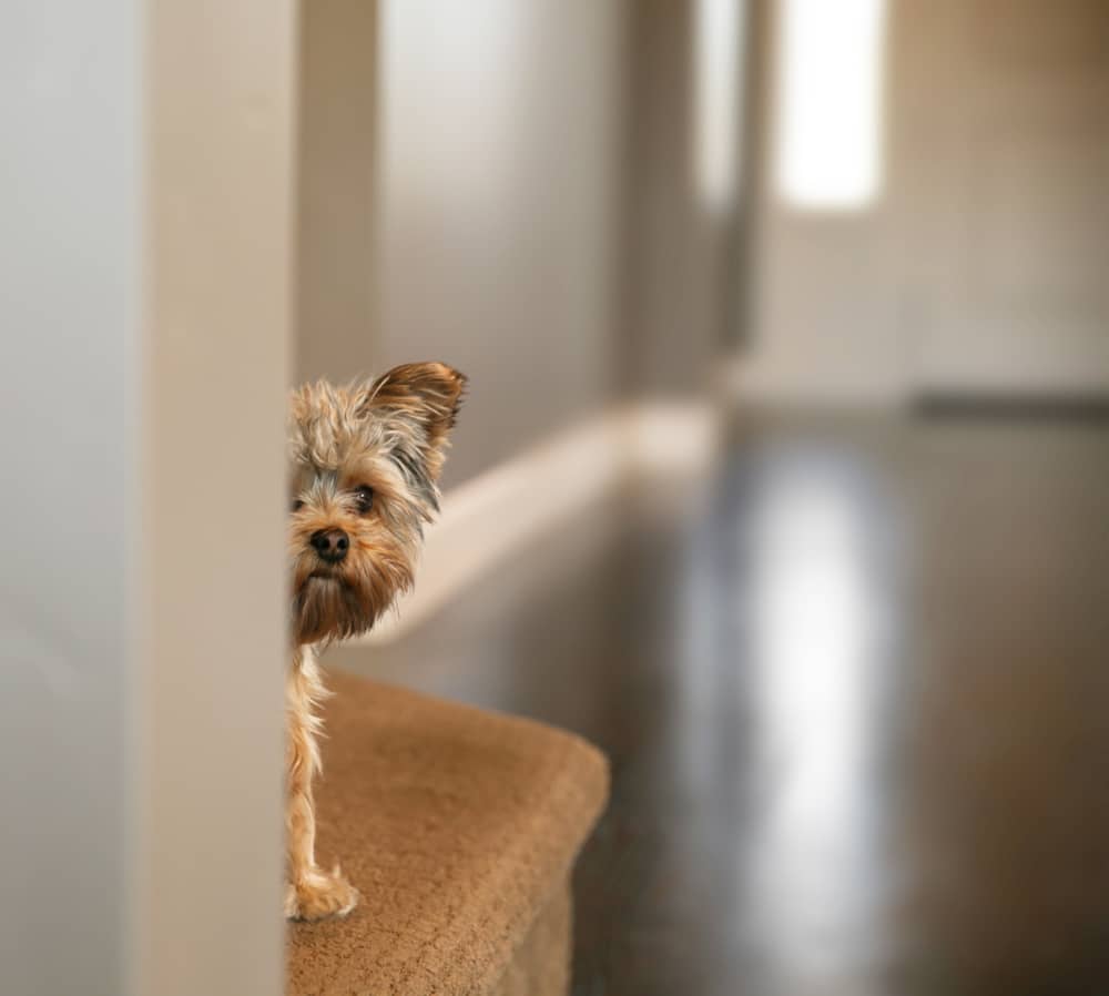 A small, fluffy dog peeks around a corner from a carpeted step into a hallway, perhaps searching for its veterinarian, with soft, natural lighting and a blurred background.