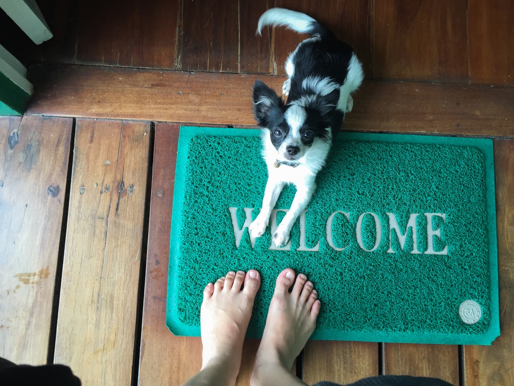 A small black and white dog sits on a green welcome mat, looking up, perhaps waiting for the veterinarian. Bare feet are visible near the edge of the mat on a wooden floor.