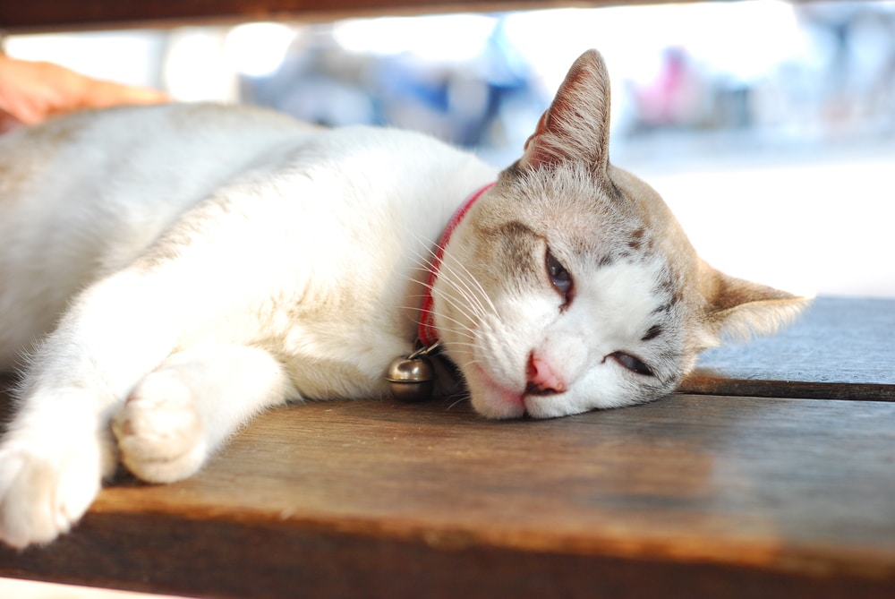 A white and light brown cat with a red collar and bell lies on its side on a wooden surface, looking relaxed and sleepy in soft daylight after a recent visit to the veterinarian.