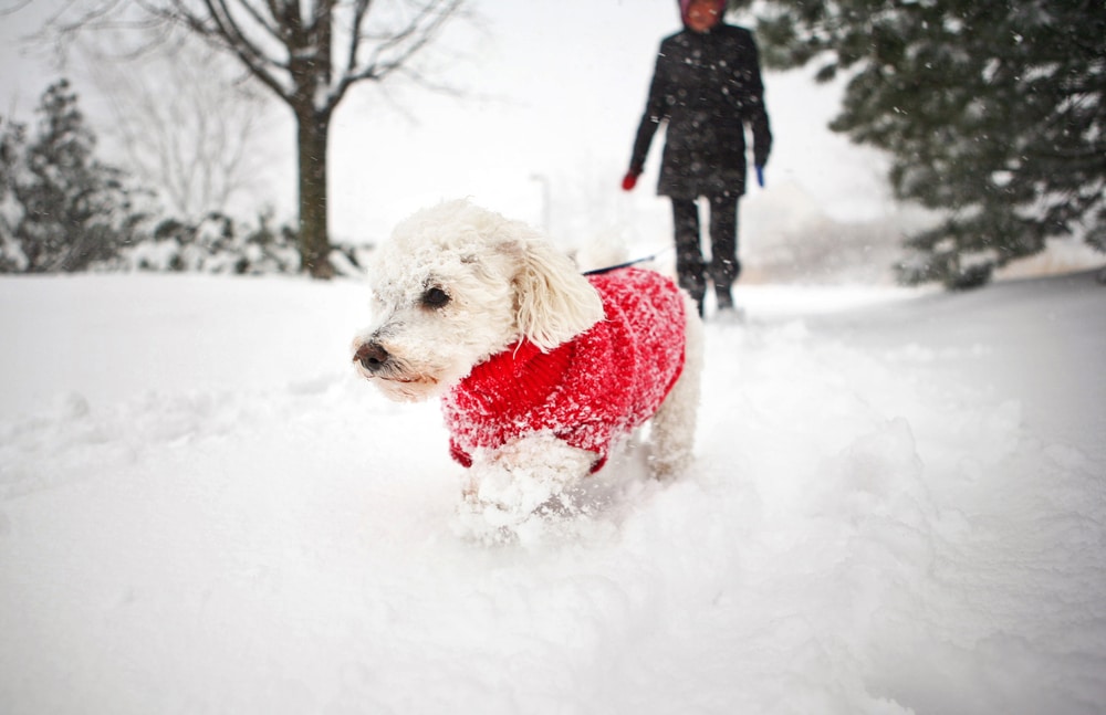A small white dog wearing a red sweater, recently checked by the veterinarian, walks through deep snow as a person in dark winter clothing follows behind on a snowy path lined with trees.