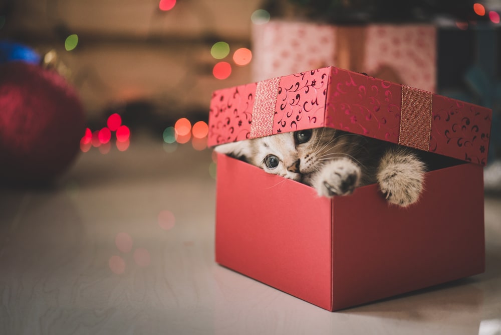 A small kitten with blue eyes peeks out from inside a red gift box with the lid tilted open, as colorful holiday lights twinkle in the background—ready for a loving home or a visit to the veterinarian.
