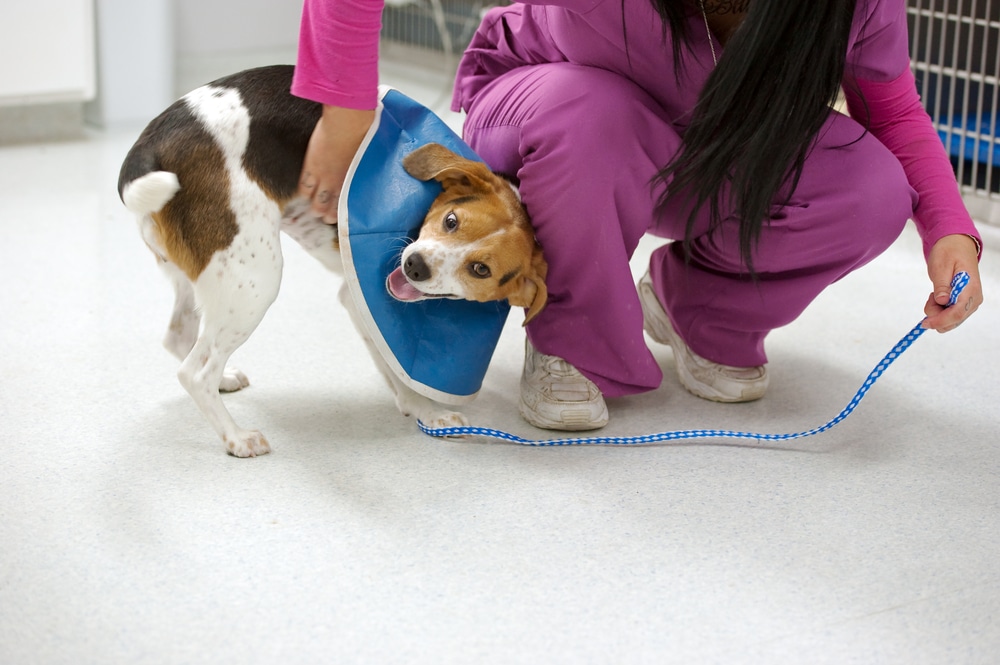 A veterinarian in pink scrubs comforts a playful dog wearing a blue protective cone and holding a blue leash inside a veterinary clinic. The happy pup looks up with its mouth open, clearly enjoying time with the vet.