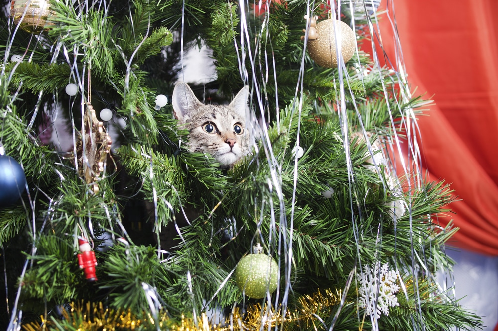 A tabby cat peeks out from inside a decorated Christmas tree, surrounded by ornaments and tinsel, as if waiting for the vet to admire its festive hideout, with a red curtain in the background.