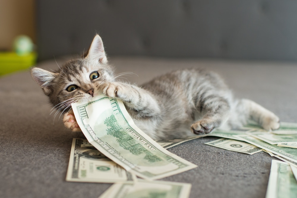 A playful gray kitten lies on a gray surface, biting and playing with scattered US hundred dollar bills—perhaps dreaming of its next trip to the veterinarian.