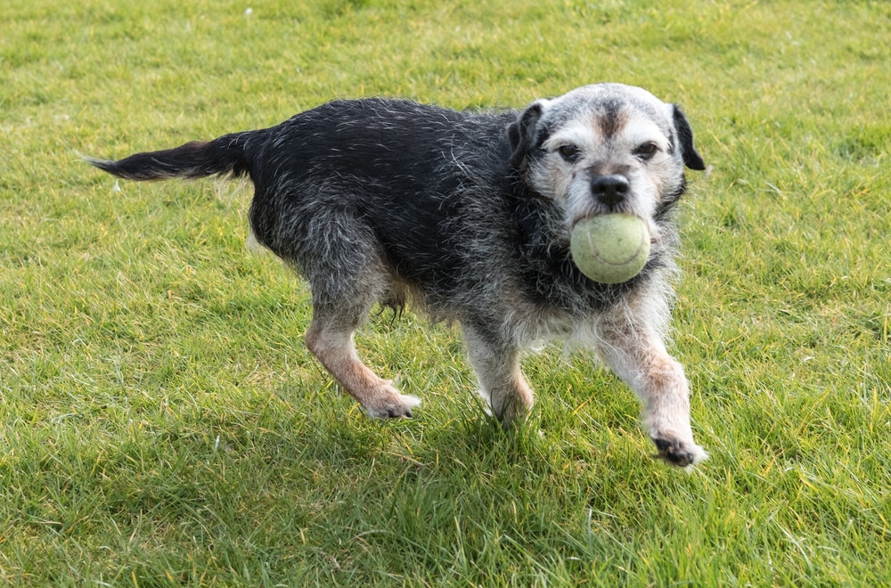 A scruffy, gray and black dog runs across a grassy lawn with a green tennis ball in its mouth, full of energy after a recent checkup at the vet.