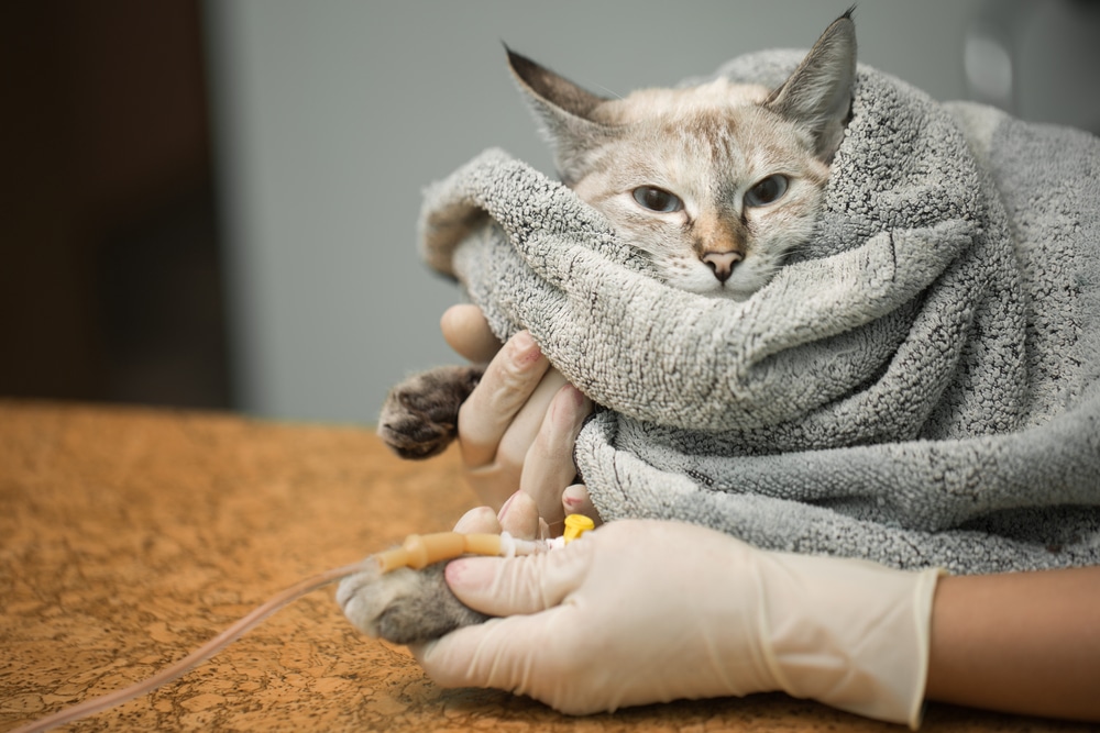 A cat wrapped in a gray towel is receiving IV fluids from a gloved veterinarian's hand, likely at a veterinary clinic. The cat looks calm and is lying on a brown surface.