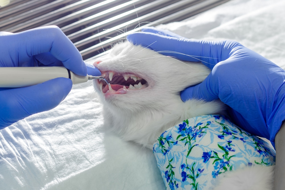 A white cat wearing a floral bandage is having its teeth cleaned by a veterinarian in blue gloves, using dental equipment, while lying on a white surface.
