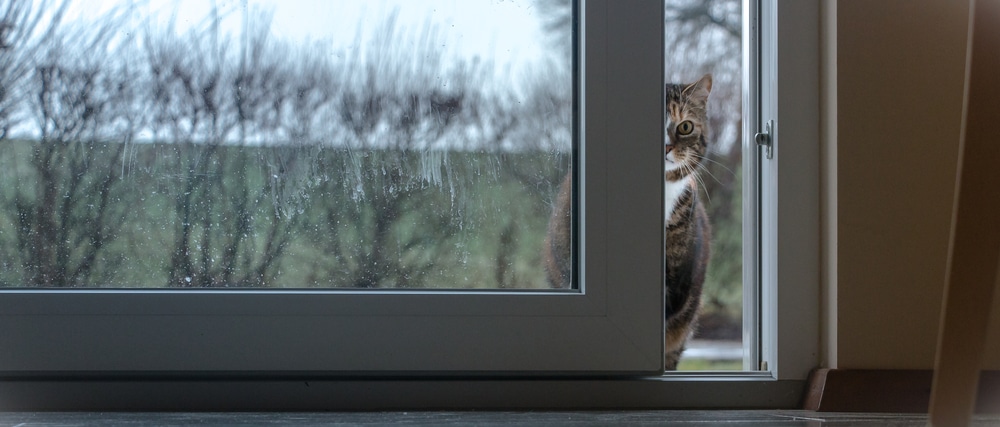 A tabby cat stands outside, peeking through a partially open glass door on a rainy day. The cat looks inside, perhaps hoping its veterinarian or vet will let it in, while raindrops and streaks are visible on the glass.