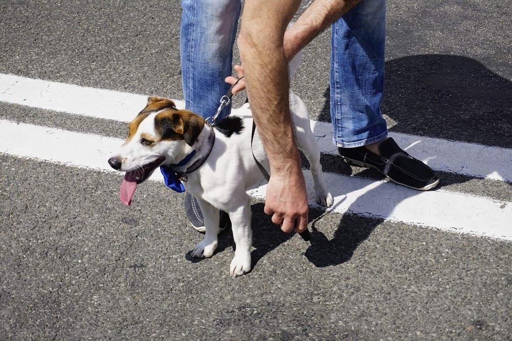 A small white and brown dog with its tongue out stands on a road, looking energetic as it waits for its vet visit. Held on a leash by a person in blue jeans and black shoes, the scene is brightly lit.