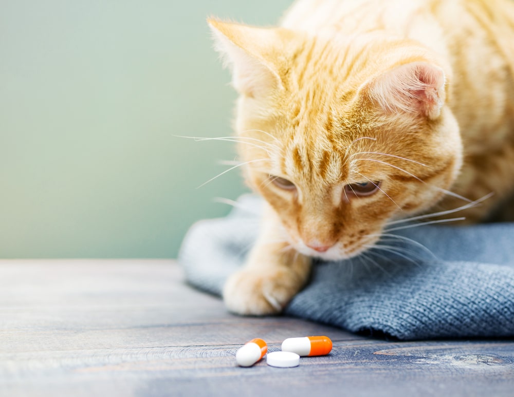 An orange tabby cat on a blue blanket looks closely at several orange and white pills on a wooden surface, as if waiting for a veterinarian’s guidance.